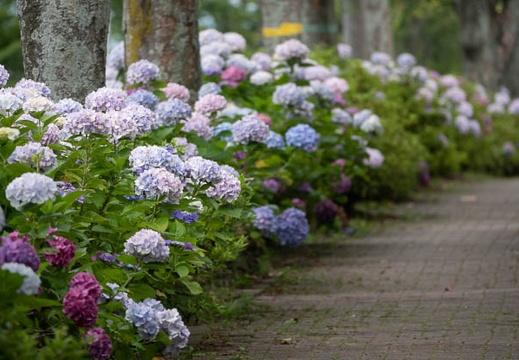 202106171001-DSC02091.jpg