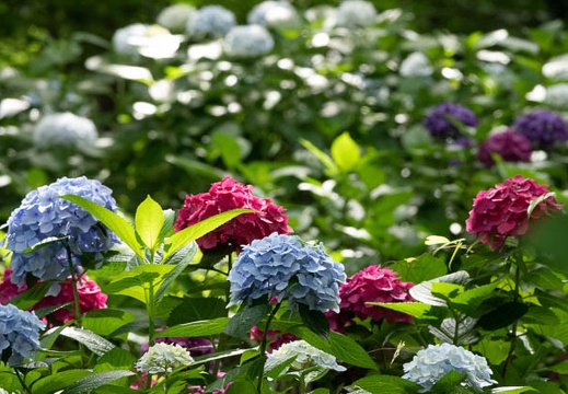 202106171019-DSC02120.jpg