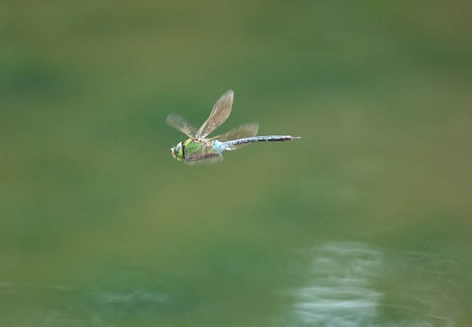 202106171520-DSC02372.jpg