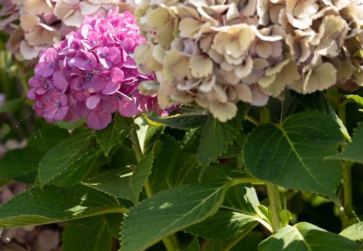202107011500-DSC02814.jpg