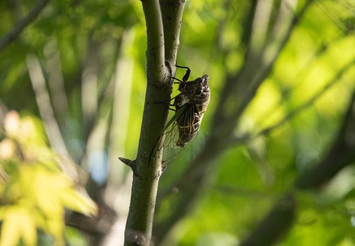202107230659-DSC03349.jpg