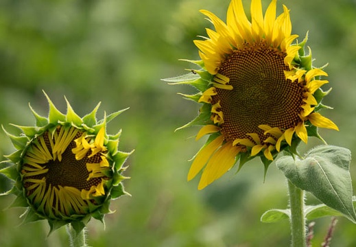 202107241436-DSC03453.jpg