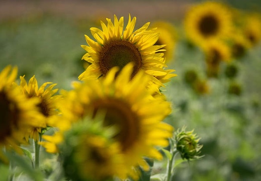 202107241442-DSC03462.jpg