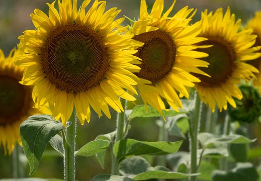202107241446-DSC03470.jpg