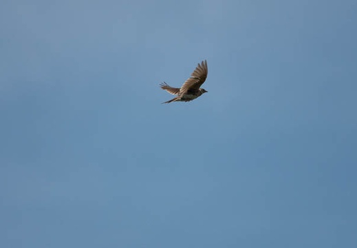 202107241459-DSC03493.jpg