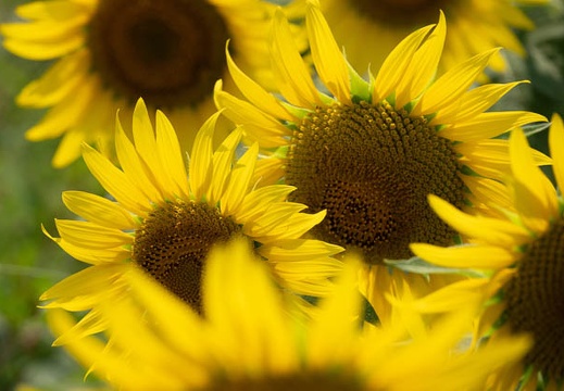 202107311427-DSC03934.jpg
