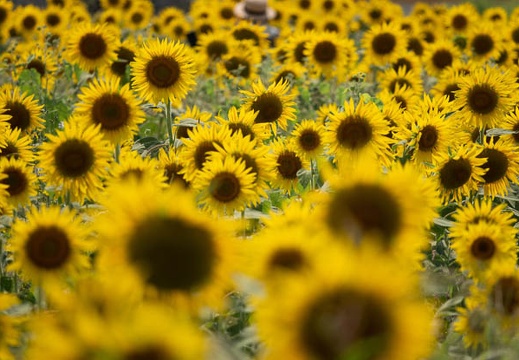 202107311435-DSC03965.jpg
