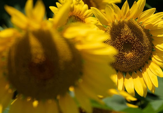 202108041133-DSC04093.jpg