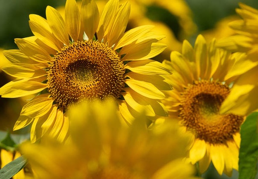 202108041147-DSC04141.jpg