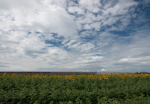 202108070947-DSC04439.jpg