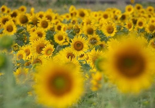 202108070951-DSC04463.jpg