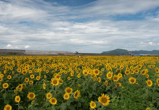 202108070952-DSC04465.jpg