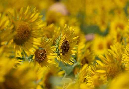 202108071021-DSC04581.jpg