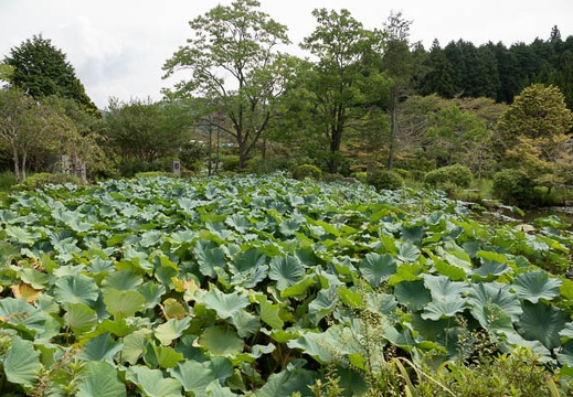 202109101109-DSC05245.jpg