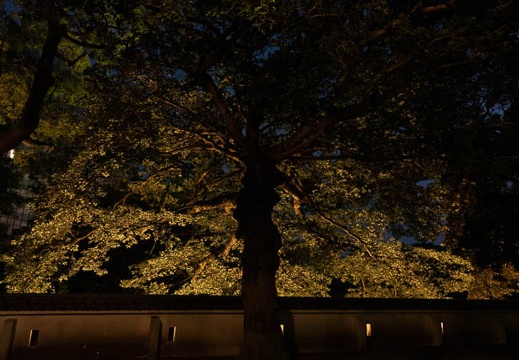 202109111854-DSC05532.jpg