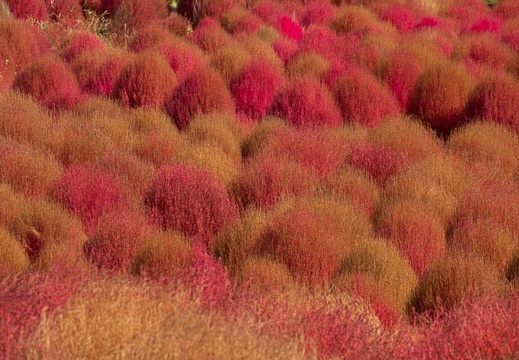 202110180940-DSC08273.jpg