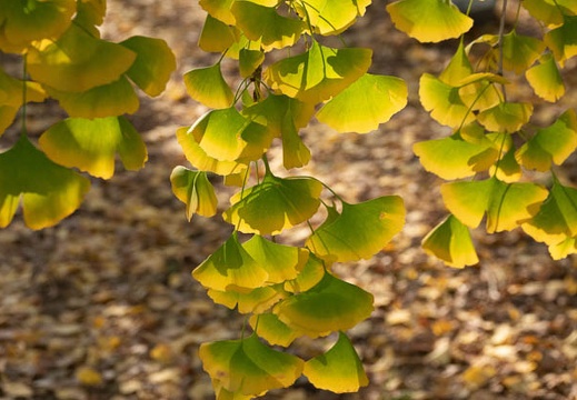 202111150821-DSC01747.jpg