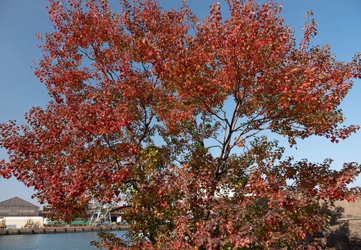 202111171235-DSC02221.jpg