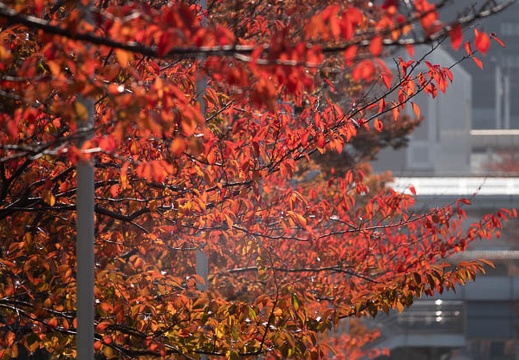 202111171304-DSC02253.jpg