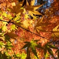 202111191019-DSC02399.jpg