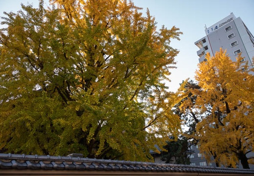 202111200725-DSC03075.jpg
