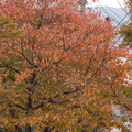 202111211209-DSC03314.jpg