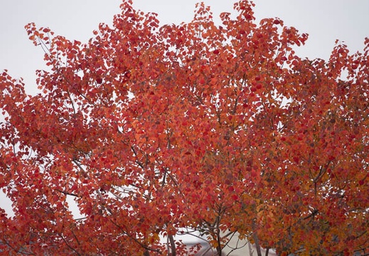 202111211215-DSC03328.jpg