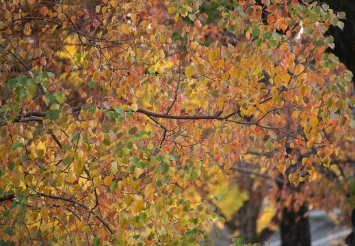 202111251513-DSC03490.jpg