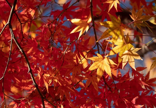 202111291058-DSC03925.jpg