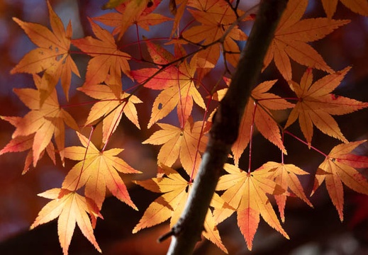 11.29 紅葉の森 - このアルバムのルートのイメージを表示する 11.29 紅葉の森