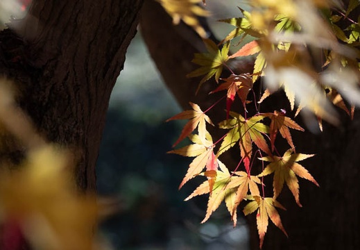 202111291128-DSC04030.jpg