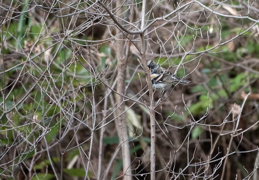 202202231538-DSC08141.jpg