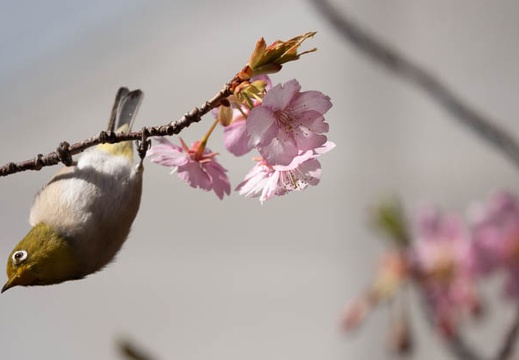 202203051124-DSC08415.jpg