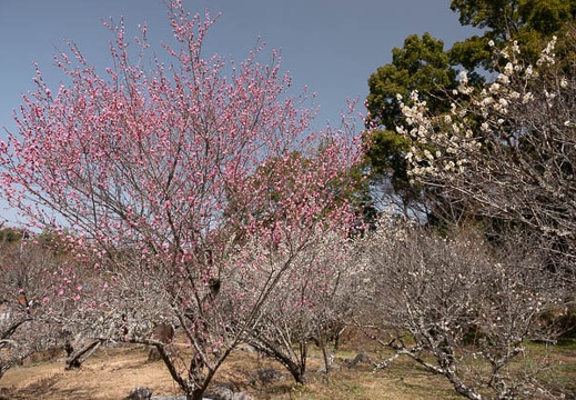202203051207-DSC08480.jpg