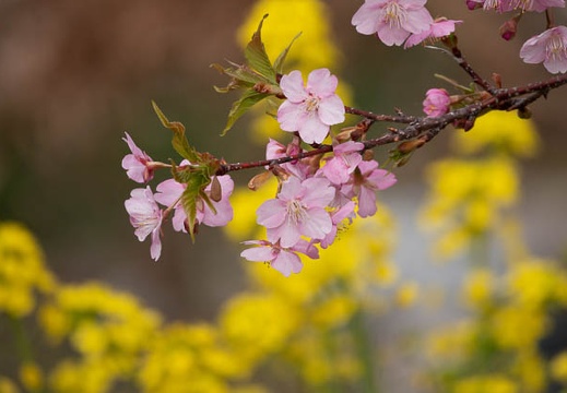 202203121200-DSC08840.jpg