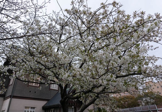 202203171753-DSC09474.jpg