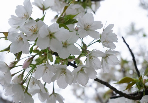 202203171754-DSC09484.jpg