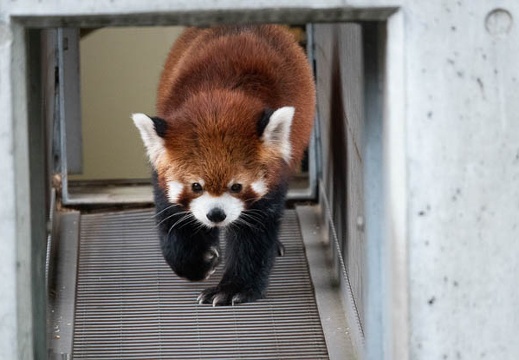 03.20 到津の森公園 - このアルバムのルートのイメージを表示する 03.20 到津の森公園
