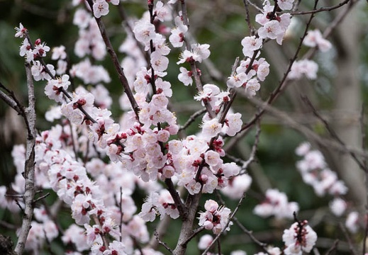 202203201154-DSC09765.jpg