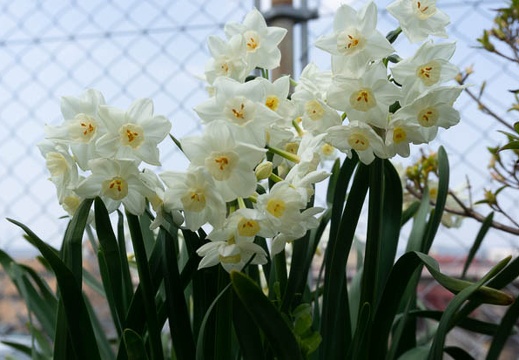 202203241213-DSC09515.jpg
