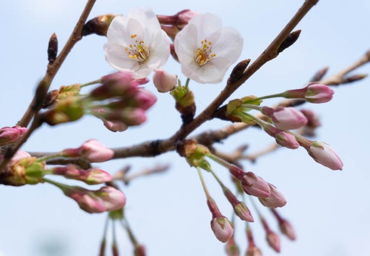 202203241214-DSC09519.jpg