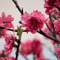 202203281215-DSC00307.jpg