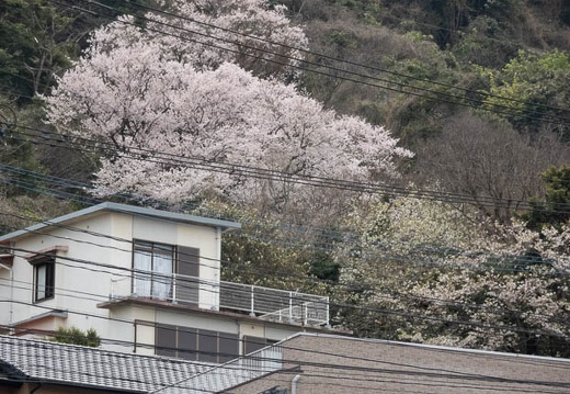 202203291155-DSC00442.jpg