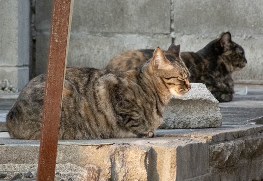 202204121800-DSC02151.jpg