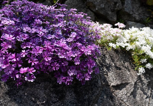 202204171314-DSC02870.jpg