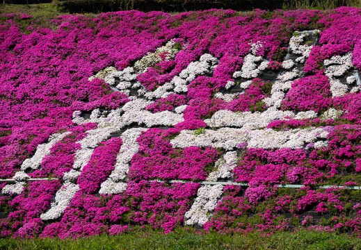 04.17 大道理の芝桜 - このアルバムのルートのイメージを表示する 04.17 大道理の芝桜