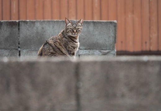 202204241108-DSC03227.jpg