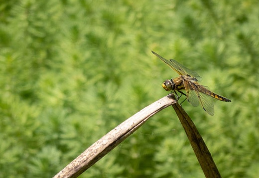 202205071317-DSC04345.jpg