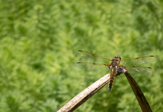 202205071317-DSC04346.jpg
