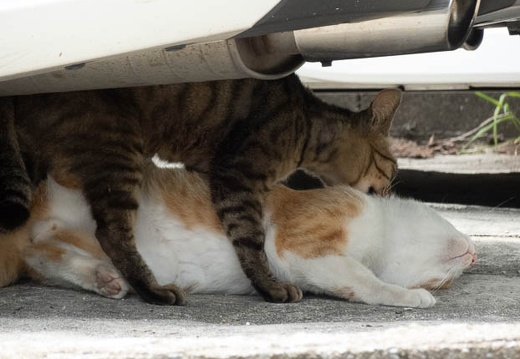 202205201209-DSC05472.jpg